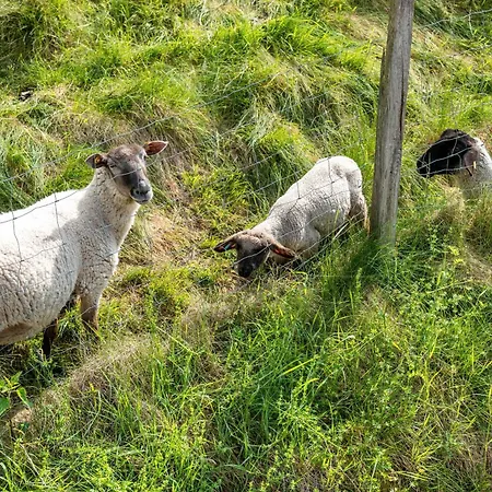 Gaestehaus Gerda 3* Bad Peterstal-Griesbach